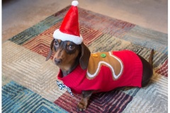 Sausage-Dog